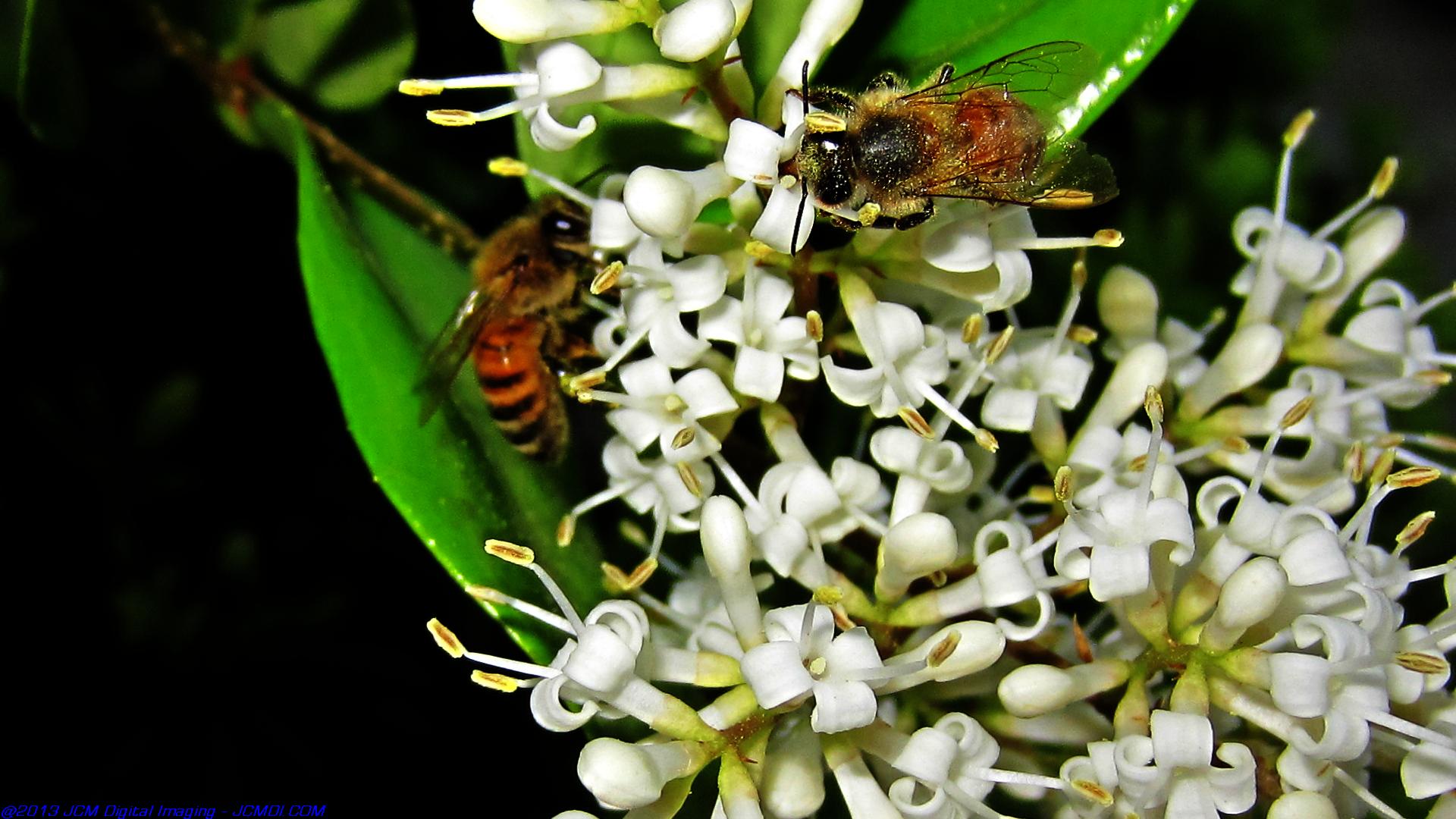 Honeybees on white flowers 